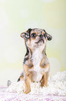 sitting Chin Chi