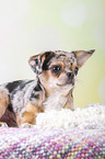 lying Chin Chi Puppy
