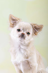 Chin Chi Portrait