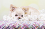 lying Chin Chi Puppy