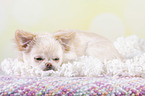 lying Chin Chi Puppy