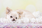 lying Chin Chi Puppy