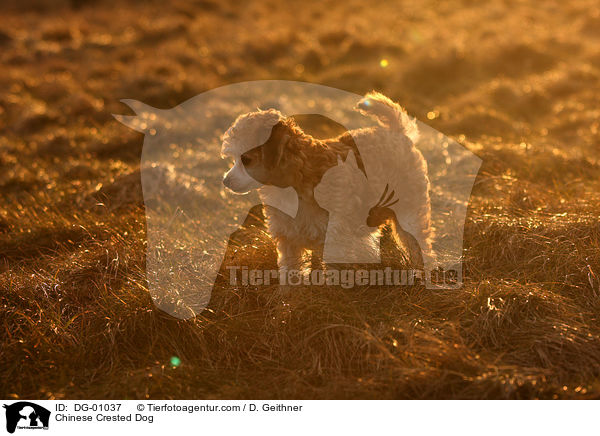 Chinese Crested Dog / DG-01037