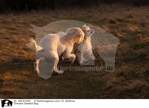 Chinese Crested Dog / DG-01039