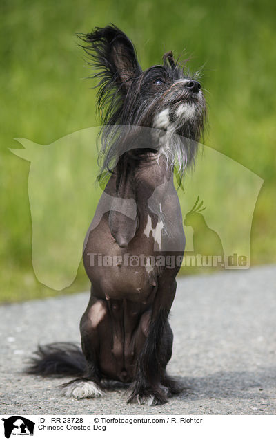 Chinesischer Schopfhund / Chinese Crested Dog / RR-28728