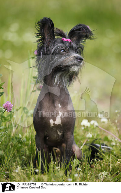 Chinesischer Schopfhund / Chinese Crested Dog / RR-28757