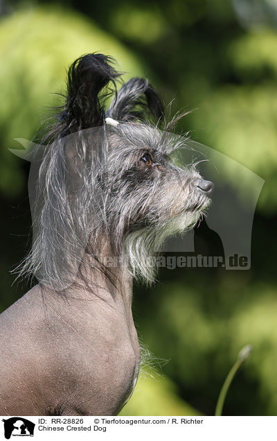 Chinesischer Schopfhund / Chinese Crested Dog / RR-28826