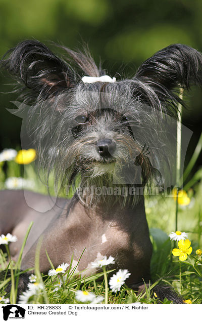 Chinesischer Schopfhund / Chinese Crested Dog / RR-28833