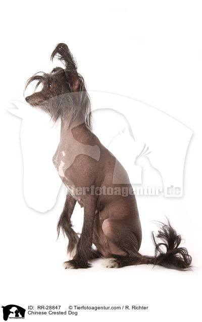 Chinesischer Schopfhund / Chinese Crested Dog / RR-28847
