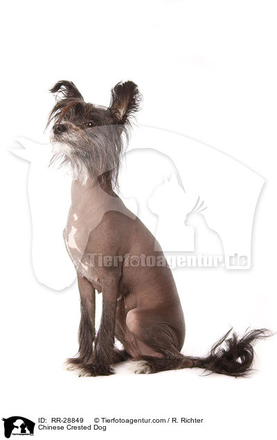 Chinesischer Schopfhund / Chinese Crested Dog / RR-28849