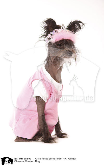 Chinesischer Schopfhund / Chinese Crested Dog / RR-28855