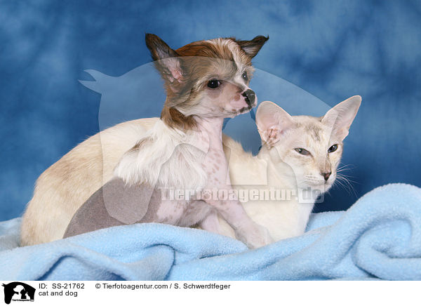 cat and dog / SS-21762