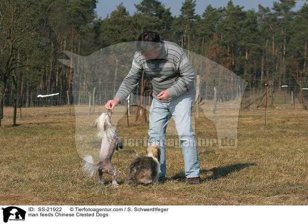 Mann fttert Chinese Crested Dogs / man feeds Chinese Crested Dogs / SS-21922
