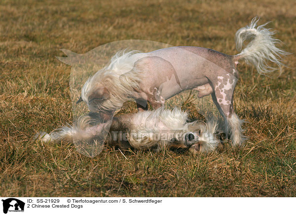 2 Chinese Crested Dogs / 2 Chinese Crested Dogs / SS-21929