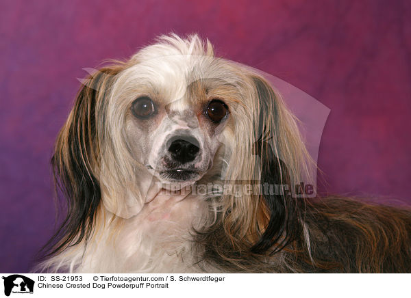Chinese Crested Dog Powderpuff Portrait / Chinese Crested Dog Powderpuff Portrait / SS-21953