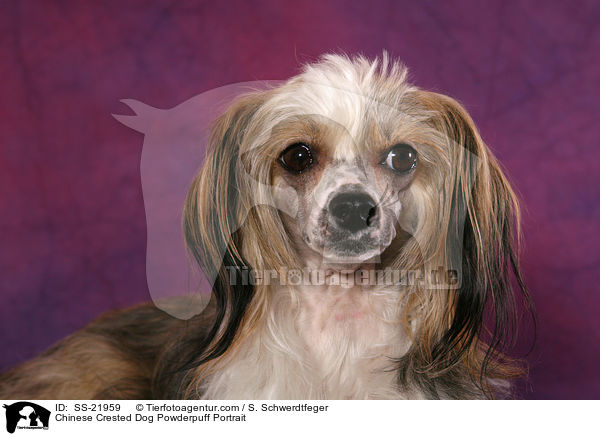 Chinese Crested Dog Powderpuff Portrait / Chinese Crested Dog Powderpuff Portrait / SS-21959