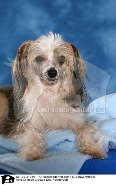 liegender Chinese Crested Dog Powderpuff / lying Chinese Crested Dog Powderpuff / SS-21960