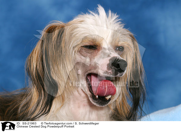 Chinese Crested Dog Powderpuff Portrait / Chinese Crested Dog Powderpuff Portrait / SS-21963