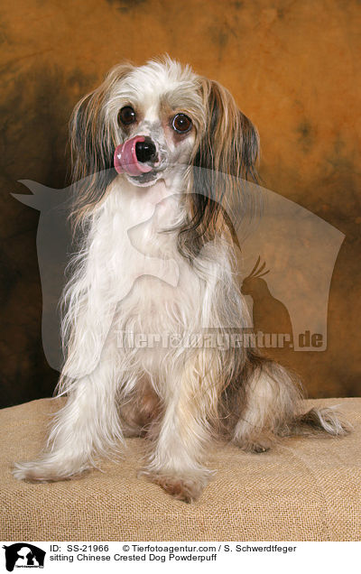 sitzender Chinese Crested Dog Powderpuff / sitting Chinese Crested Dog Powderpuff / SS-21966