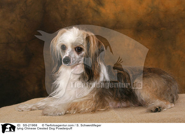 liegender Chinese Crested Dog Powderpuff / lying Chinese Crested Dog Powderpuff / SS-21968