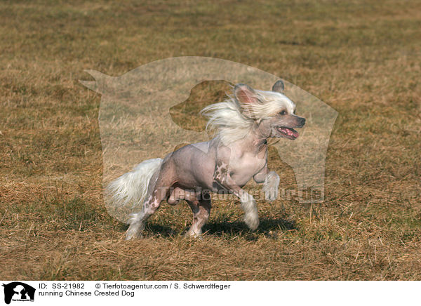 running Chinese Crested Dog / SS-21982