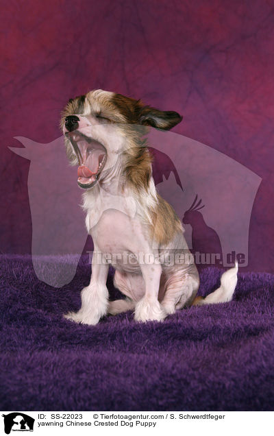 ghnender Chinese Crested Dog Welpe / yawning Chinese Crested Dog Puppy / SS-22023