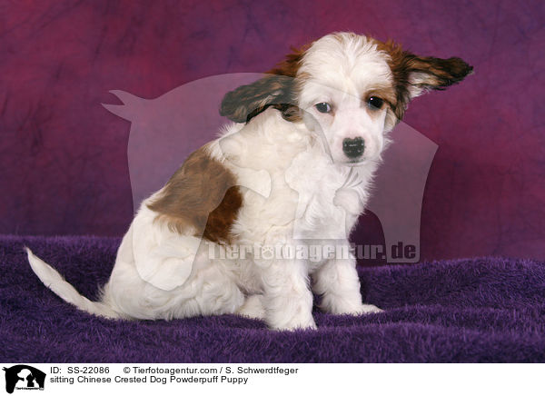 Chinese Crested Dog Powderpuff Welpe / Chinese Crested Dog Powderpuff Puppy / SS-22086