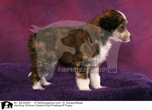 Chinese Crested Dog Powderpuff Welpe / Chinese Crested Dog Powderpuff Puppy / SS-22091