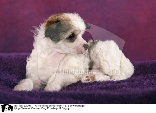 Chinese Crested Dog Powderpuff Welpe / Chinese Crested Dog Powderpuff Puppy / SS-22093