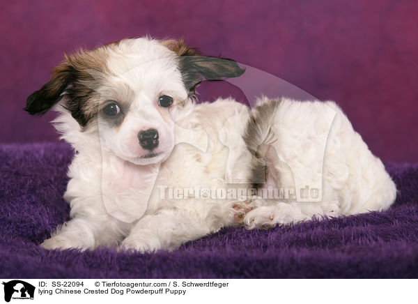 Chinese Crested Dog Powderpuff Welpe / Chinese Crested Dog Powderpuff Puppy / SS-22094