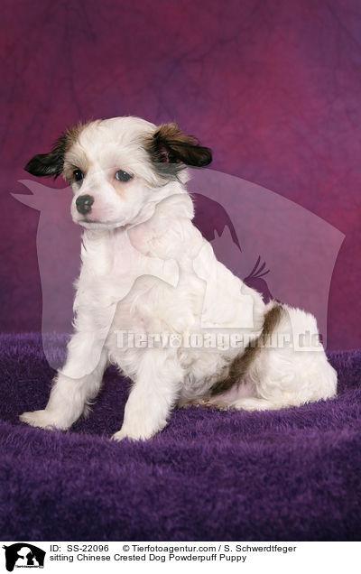 Chinese Crested Dog Powderpuff Welpe / Chinese Crested Dog Powderpuff Puppy / SS-22096