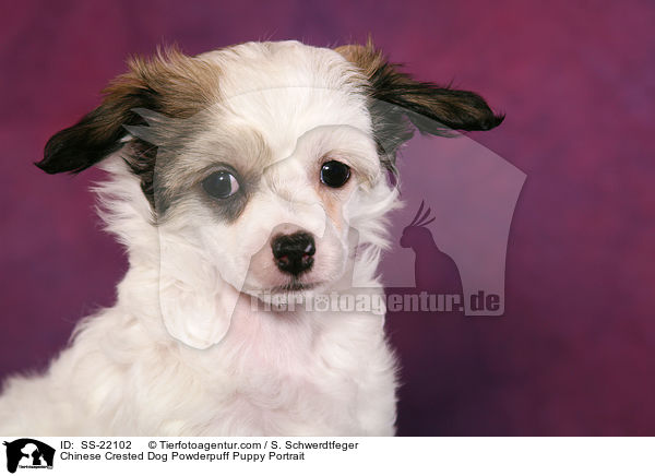 Chinese Crested Dog Powderpuff Welpe / Chinese Crested Dog Powderpuff Puppy / SS-22102
