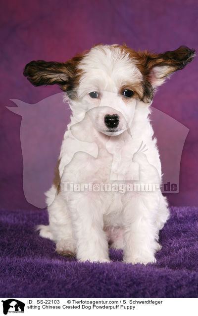 Chinese Crested Dog Powderpuff Welpe / Chinese Crested Dog Powderpuff Puppy / SS-22103
