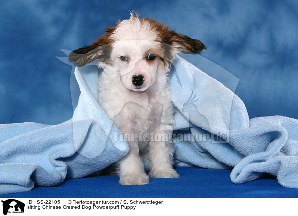 Chinese Crested Dog Powderpuff Welpe / Chinese Crested Dog Powderpuff Puppy / SS-22105