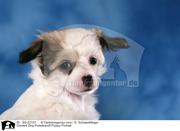 Chinese Crested Dog Powderpuff Welpe / Chinese Crested Dog Powderpuff Puppy / SS-22107