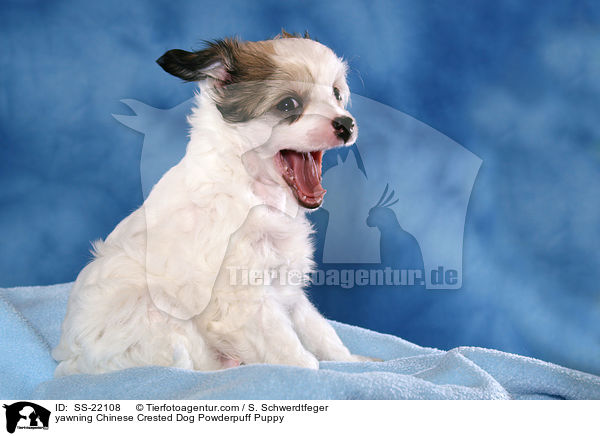 Chinese Crested Dog Powderpuff Welpe / Chinese Crested Dog Powderpuff Puppy / SS-22108