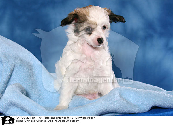 Chinese Crested Dog Powderpuff Welpe / Chinese Crested Dog Powderpuff Puppy / SS-22110