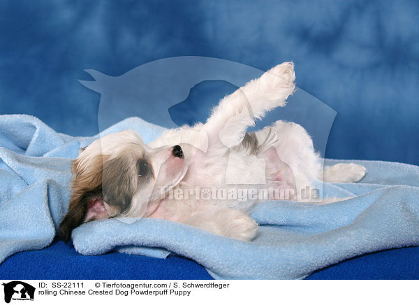 Chinese Crested Dog Powderpuff Welpe / Chinese Crested Dog Powderpuff Puppy / SS-22111