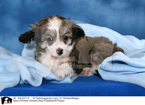Chinese Crested Dog Powderpuff Welpe / Chinese Crested Dog Powderpuff Puppy / SS-22114