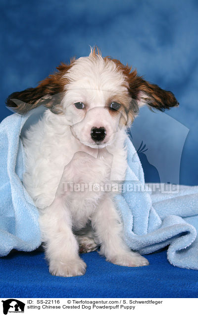 Chinese Crested Dog Powderpuff Welpe / Chinese Crested Dog Powderpuff Puppy / SS-22116