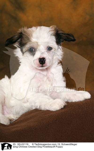 Chinese Crested Dog Powderpuff Welpe / Chinese Crested Dog Powderpuff Puppy / SS-22119