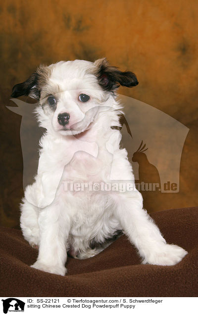 Chinese Crested Dog Powderpuff Welpe / Chinese Crested Dog Powderpuff Puppy / SS-22121