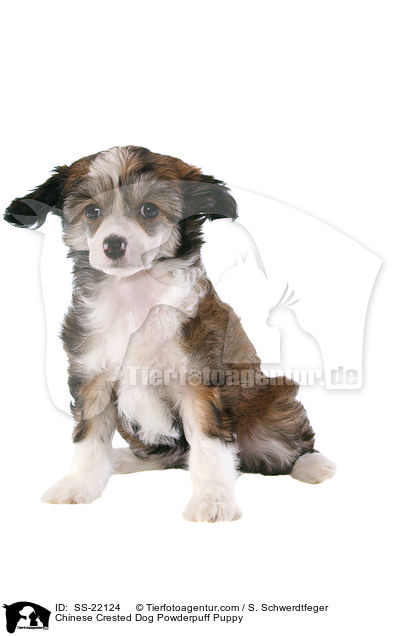 Chinese Crested Dog Powderpuff Welpe / Chinese Crested Dog Powderpuff Puppy / SS-22124