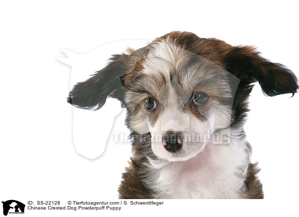 Chinese Crested Dog Powderpuff Welpe / Chinese Crested Dog Powderpuff Puppy / SS-22128