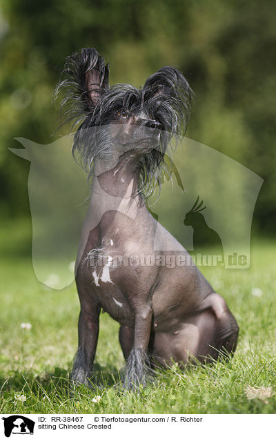 sitzender Chinesischer Schopfhund / sitting Chinese Crested / RR-38467