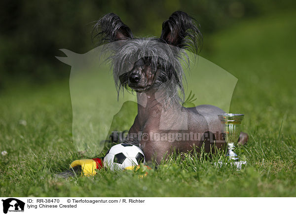 liegender Chinesischer Schopfhund / lying Chinese Crested / RR-38470