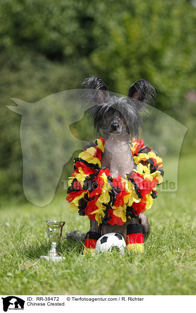 Chinesischer Schopfhund / Chinese Crested / RR-38472