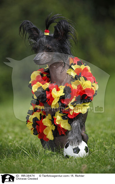 Chinesischer Schopfhund / Chinese Crested / RR-38474