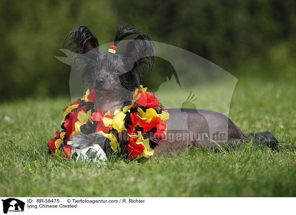 liegender Chinesischer Schopfhund / lying Chinese Crested / RR-38475