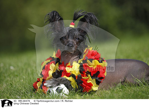 liegender Chinesischer Schopfhund / lying Chinese Crested / RR-38476